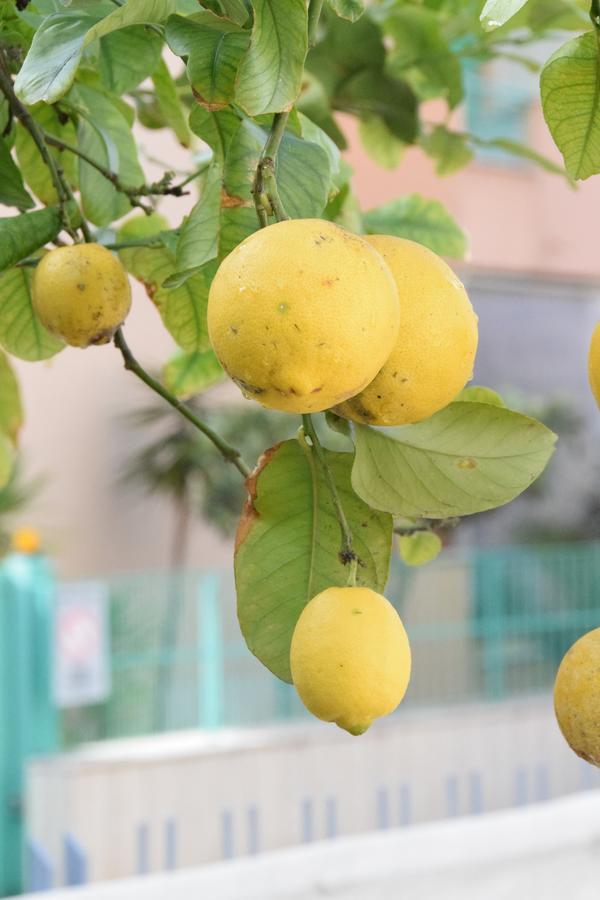 Il Giardino Dei Limoni Daire Gaeta Dış mekan fotoğraf